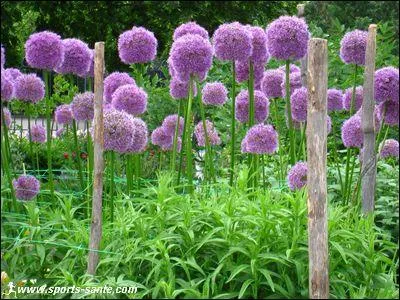 Mais que sont ces jolies plantes ?