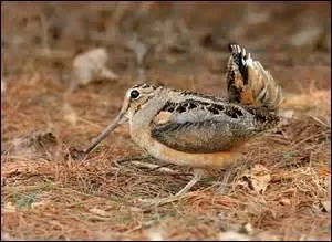 Quelle est la proposition qui correspond à l'illustration ?