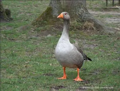 Quelle est la proposition qui correspond à l'illustration ?