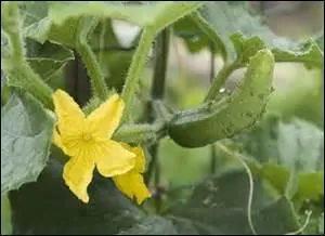 Quelle est la proposition qui correspond à l'illustration ?