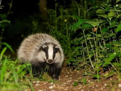 Quelle est la proposition qui correspond à l'illustration ?