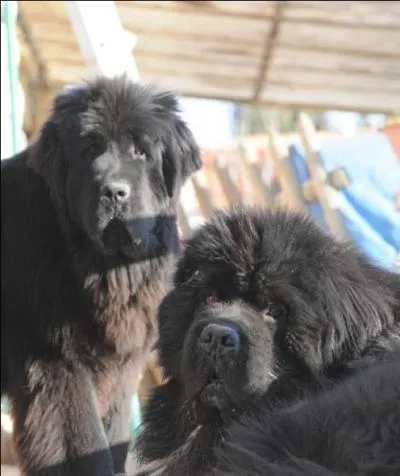 Et pour finir, quel est le caractère du Terre-neuve ?