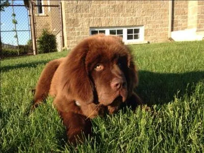 Combien y a-t-il de variétés de couleurs de Terre-neuve ?