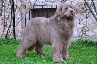 La couleur grise fait-elle partie d'une variété de Terre-neuve ?