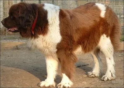 Sur cette photo, on peut voir Saint-Bernard ou un Terre-neuve ?