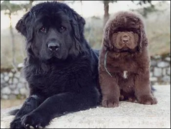 A quel âge la maturité sexuelle est-elle atteinte pour les mâles ?