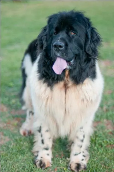 Quelles maladies sont connues pour cette race ?