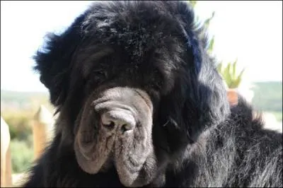 Quel est son cousin le plus connu ?