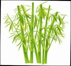 Ce chanteur a parfaitement amorcé son virage et nous interprète en 1981 "Bambou" et "Chasseur d'ivoire". Trouvez son nom.