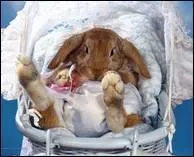 Dans le tome 3, qu'explique-t-elle aux élèves encerclés autour de Lavande, en pleurs, qui vient d'apprendre la mort de son lapin ?