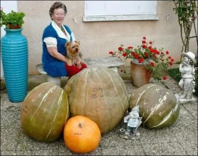 Des citrouilles géantes ont poussé à La Faye. Quel est le poids de la plus grosse ?