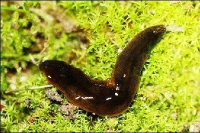 Comment s'appellent les vers exotiques que l'ont trouve désormais en Charente et dans tout le Sud Ouest ?