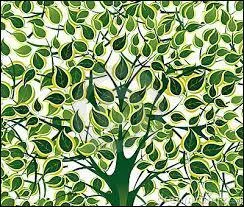 Le bouleau argent&eacute; et le saule sont des arbres &agrave; feuillage caduque.