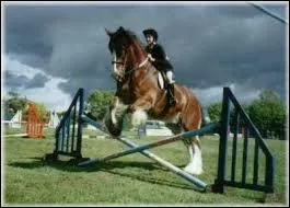 Les phases du saut sont...