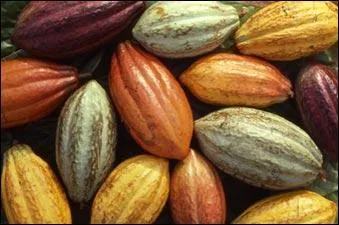 Comment s'appellent les fruits du cacaoyer ?