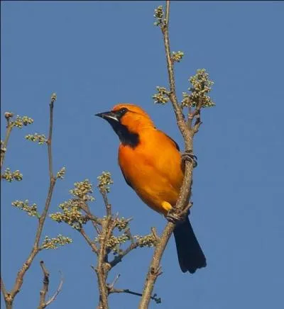 L'espèce "Oriole orange" existe-t-elle chez les oiseaux ?