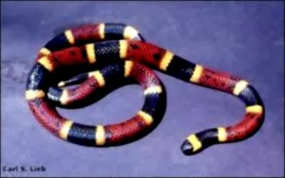 À quoi reconnaît-on le serpent corail ?