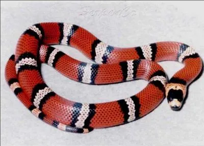 Quelle est la différence entre un serpent-roi et un serpent corail ?