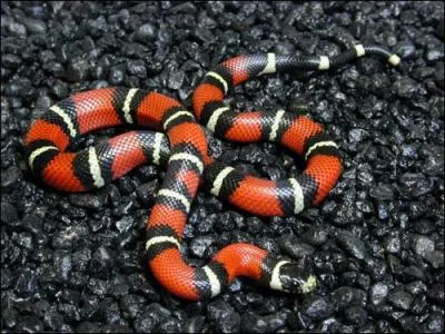 Pourquoi le serpent-roi s'appelle-t-il comme cela ?