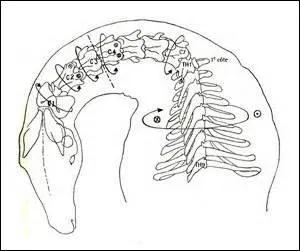 3-Obtenir une flexion latérale de l'encolure des deux côtés : à quoi sert cet exercice ?