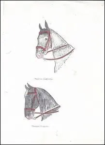 Quel est le côté le moins souple du cheval ?