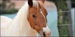 6-Les aides : quelles sont les aides naturelles ?