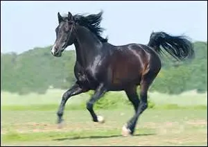 7- Le mécanisme du galop : à mettre dans le bon ordre. (galop à droite)