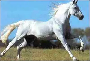 Combien de litres peut contenir l'estomac du cheval ?