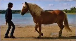 2-Faire venir un cheval vers soi : comment capter l'attention du cheval ?