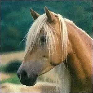 Que veut dire un cheval qui a les oreilles en avant ?