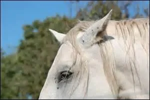 Que veut dire un cheval qui a les oreilles agitées ?