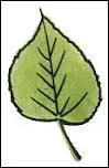Sur quel arbre pousse cette feuille ?