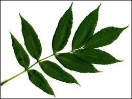 Sur quel arbre pousse cette feuille ?