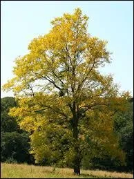 Quelles sont les feuilles de cet arbre ?