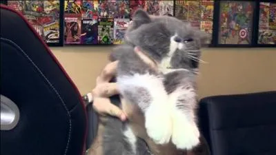 Comment s'appelle son nouveau chat ?