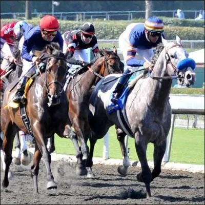 Le cavalier doit adapter sa position en fonction des allures du cheval.
Cochez les cases qui vous semble justes.