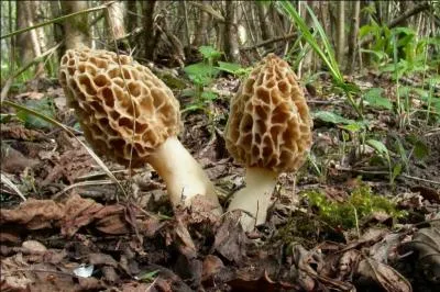 Ces champignons poussent également au printemps, allez-vous les manger ?