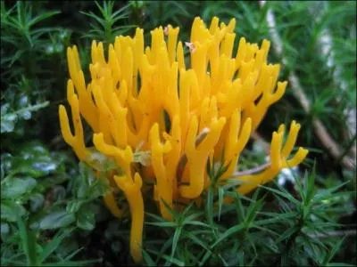 Mangerez-vous ces champignons-ci ?