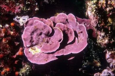 Voici des lithophylles, allez-vous en faire une omelette ?