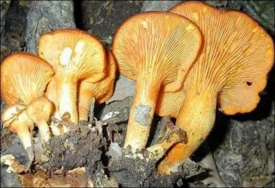 Ces champignons à lamelles se trouvent dans le midi, sous les feuillus ou les oliviers, allez-vous vous en régaler ?