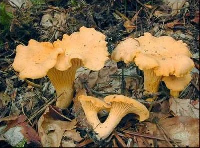 Que ferez-vous de ceux-ci qui ont des plis sous le chapeau ?