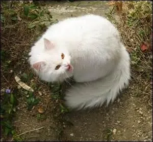 Qui est plus ou moins responsable de la mort de Griffe Blanche ?