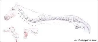 Que savez-vous sur les vertèbres ?