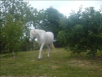 Quelle est la deuxième phase du saut ?