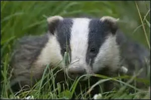 Fleur de Saule a été tuée par un blaireau.
