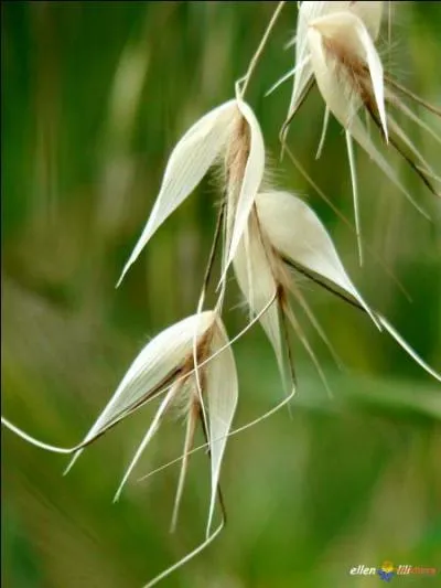 Quelle est cette céréale ?