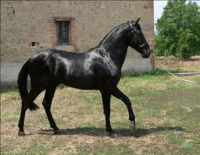 Quelle est sa race ?