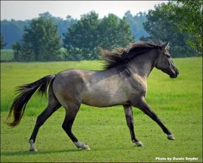 Quelle est sa race ?