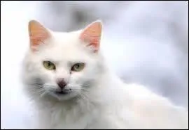 Dans le tome 5 du cycle 1, qui assassine-t-il ?