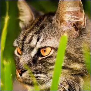 Comment est son pelage ?